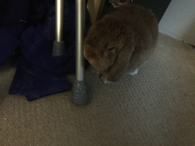 rabbit munching on crutches